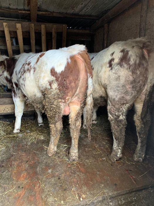 De vânzare doi tauri