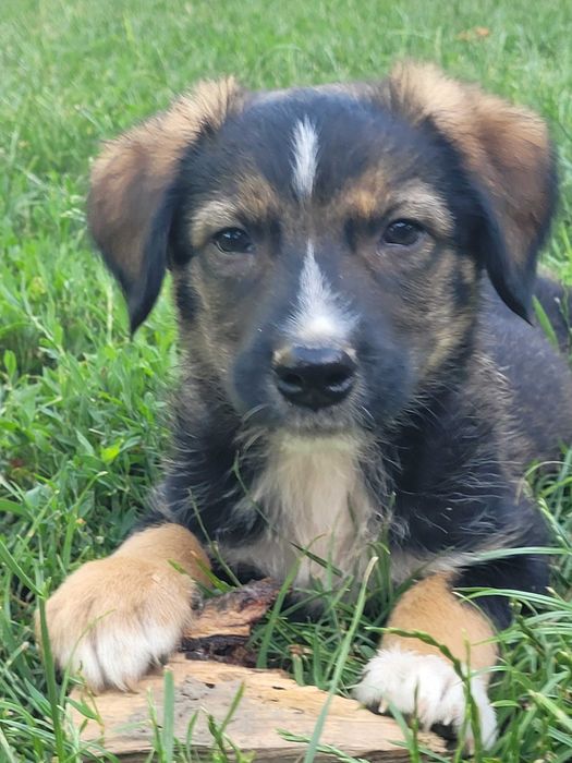 Catelusi pentru adoptie