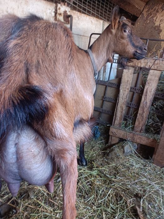 Vind  capre alpine franceze