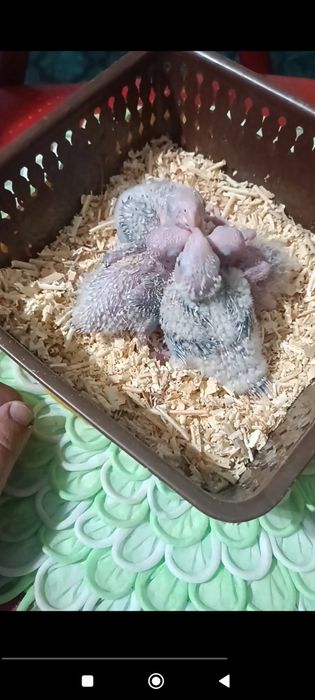 Ручной попугай перрура