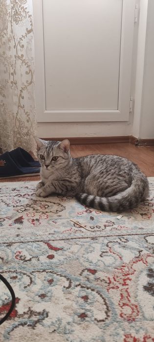 Отдам в добрые руки