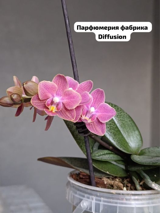 Продам цветущие орхидеи