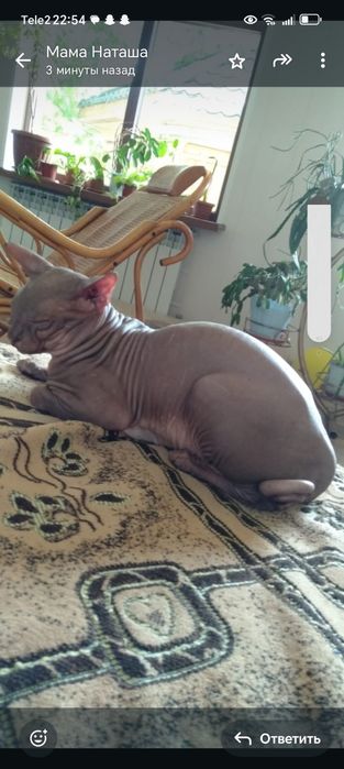 Котята сфинкс красивые котята