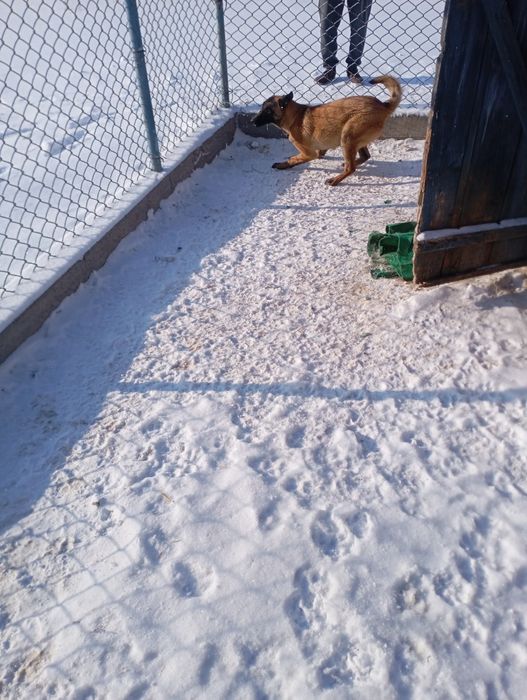 Белгийкая овчарка