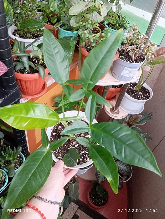 Продам растения цветы