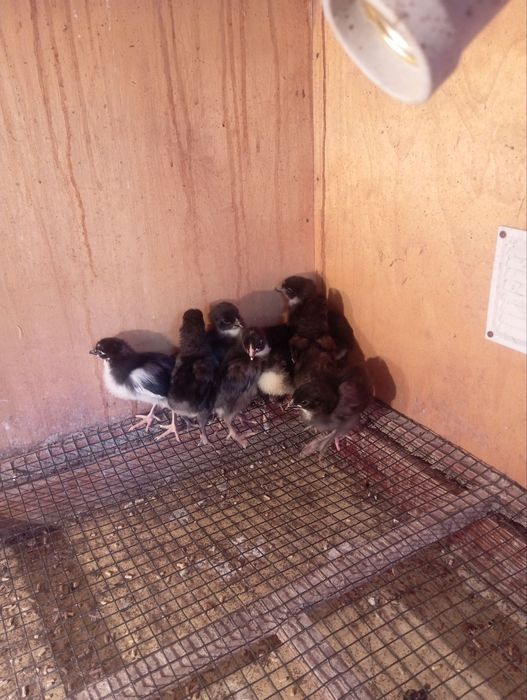 Adler jojalari sotiladi 25 mindan