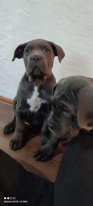 Кане Корсо  Итальянской мастиф