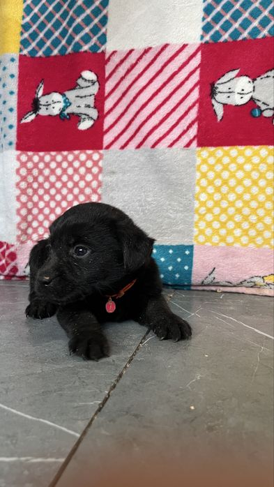 Бронь щенков лабрадора