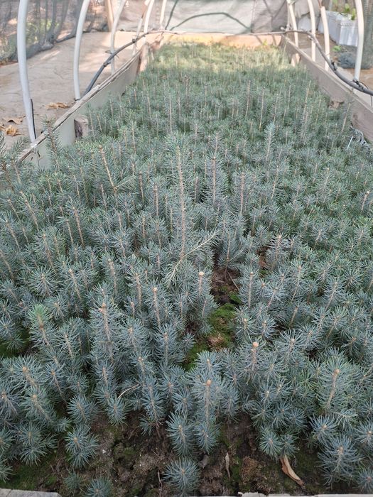 Голубая ель Кук арча