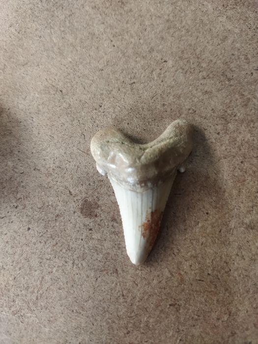 Зубы древней акулы