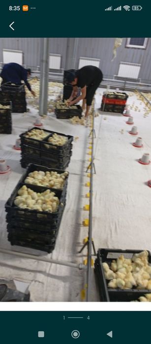 Продам мясо бройлера