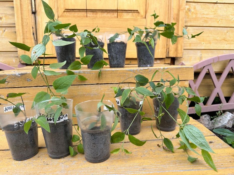 Клематис белое облоко  1500