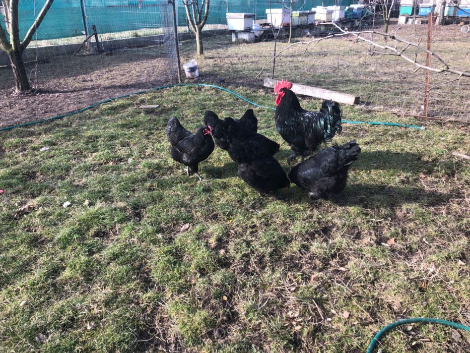 Vand oua marans și ameraucana