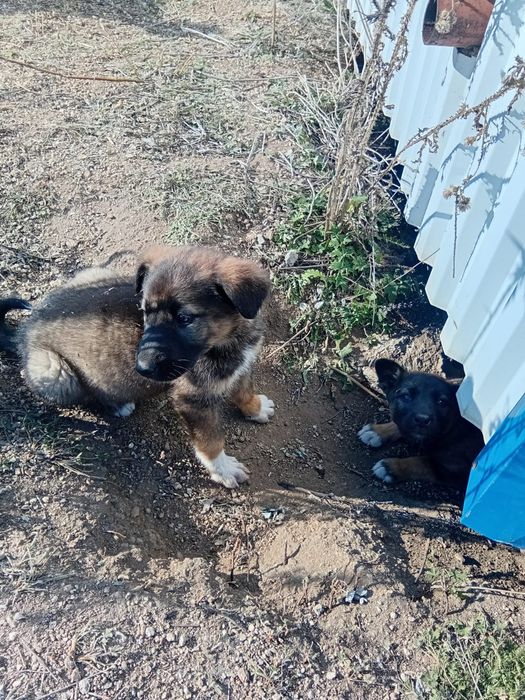 Отдам щенков в добрые руки.