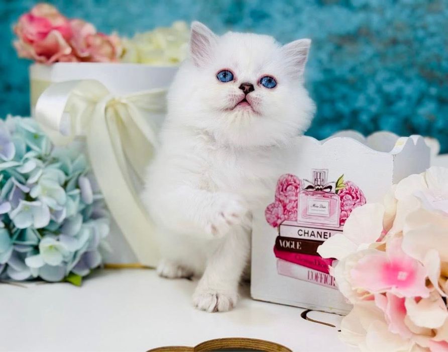 British puiut mascul