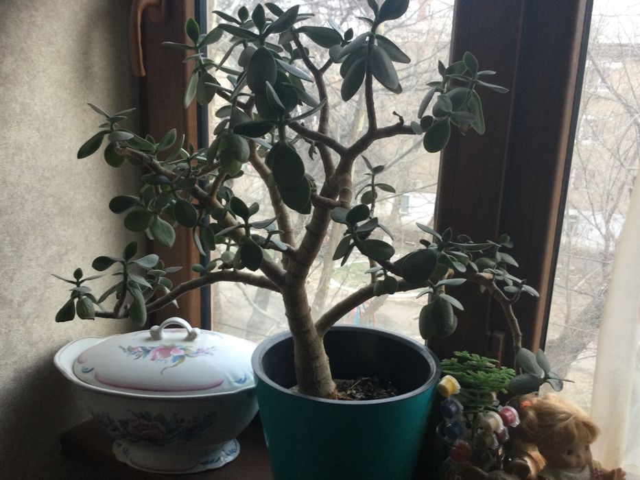 Денежное дерево продам