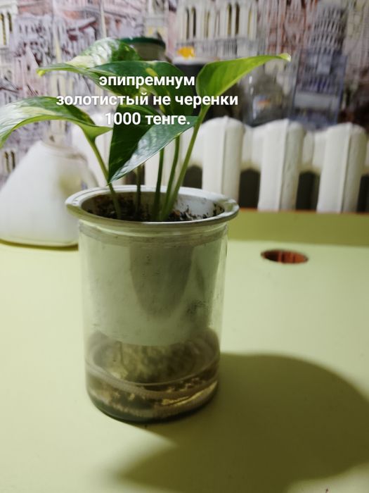 Продают цветы, эпипремнум, филодендрон, и черенки эпипремнума