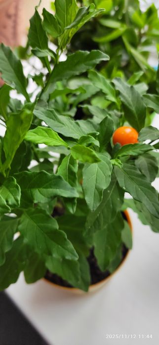 Продам укорененные молодые суккуленты