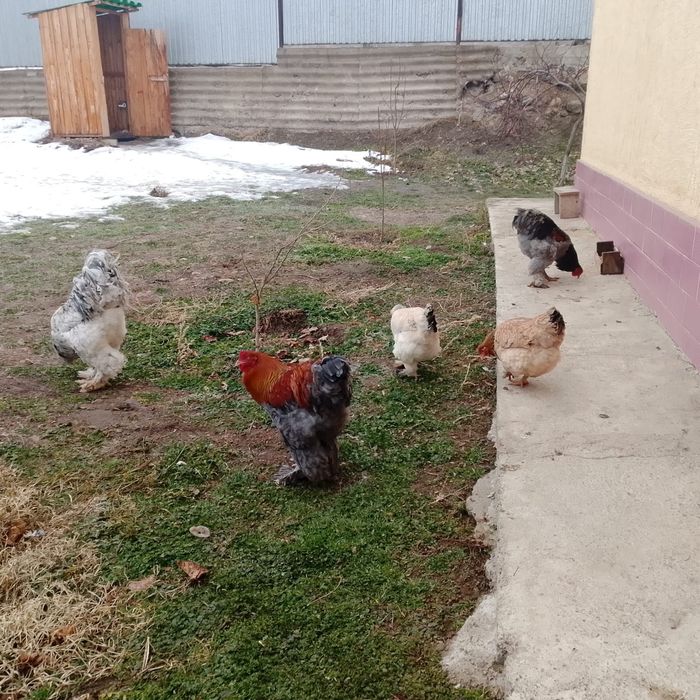 Петух брам и куры