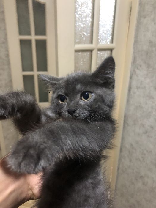 Отдам котенка мальчика