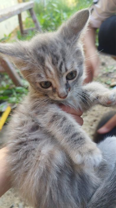 Отдам котят в добрые руки