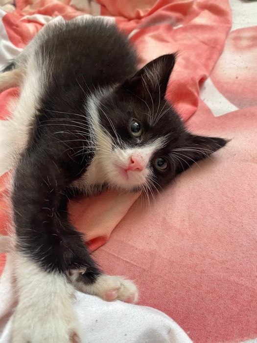 Отдам двух котят