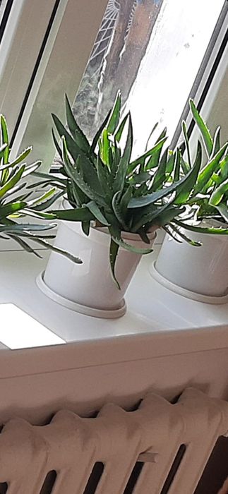 Продам алоэ лечебные