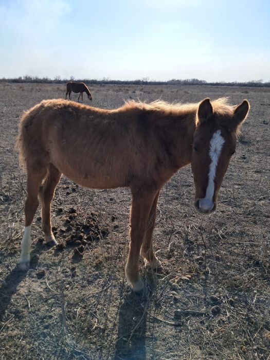 Тай сатылады еркек