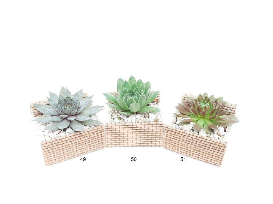 Сукуленти подаръци