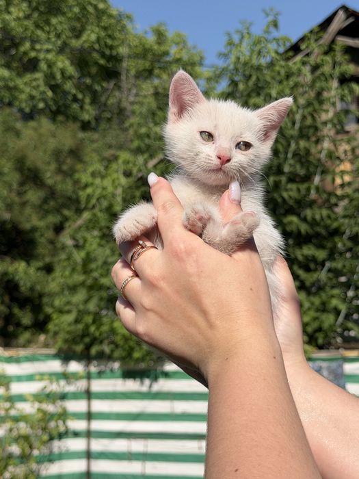 Котята бесплатно