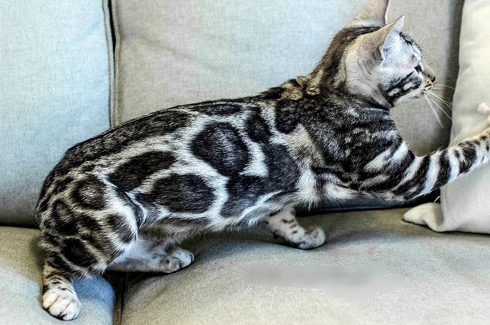 Серебристые Бенгалы! Редкость - КРАСОТА