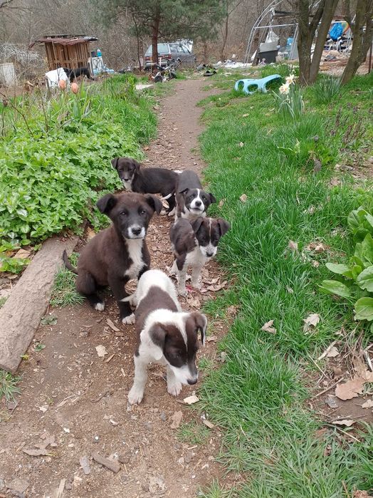 Подарявам кученца