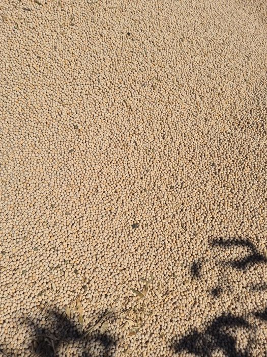 Mazare soiul Salamanca