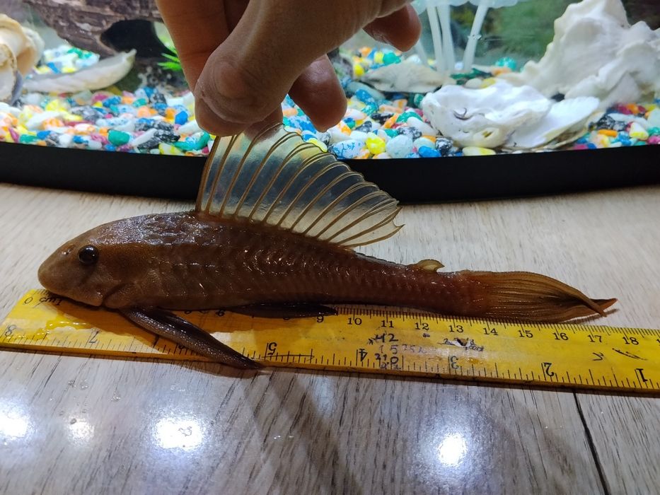 Пылесос парчовый