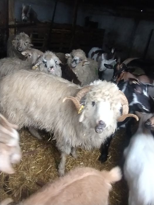 Vând un berbec frumos