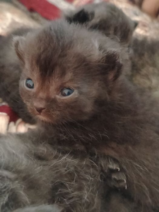 Scottish fold Toza zot  100%