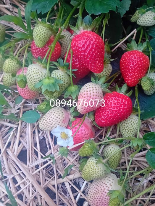 Продавам разсат ягоди