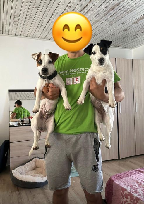 Jack russell terrier pui
