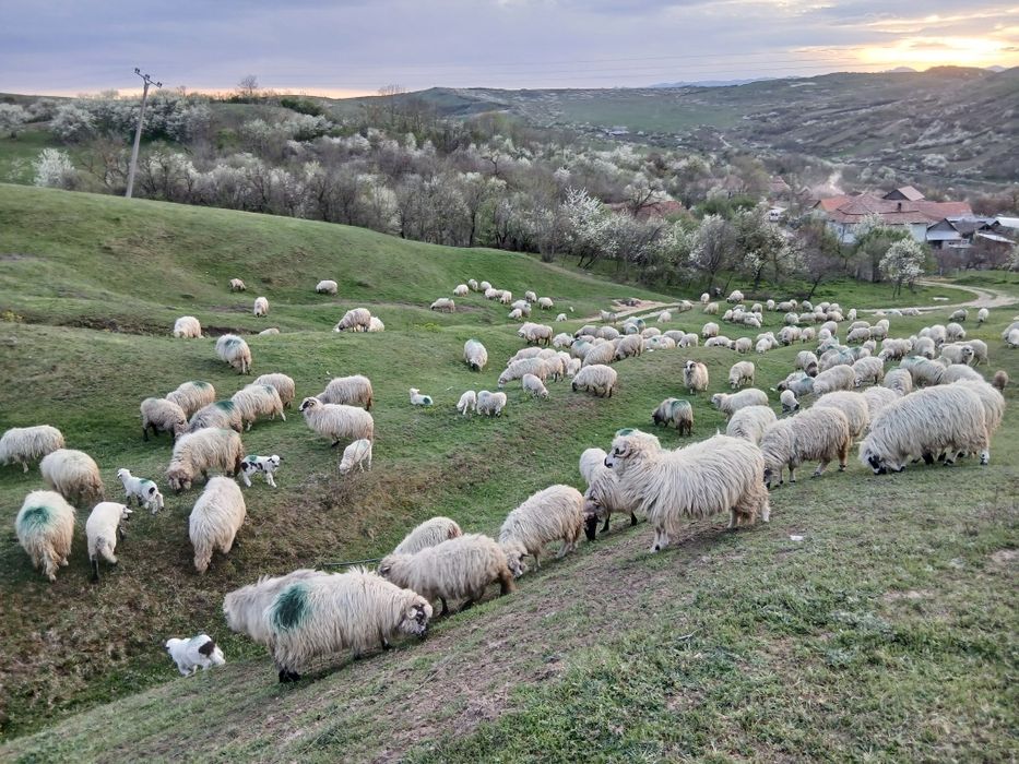Vand 200 de oi tinere