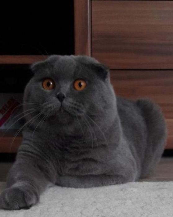 Котята Шотландская вислоухая