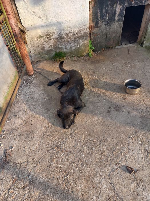 Подарявам женско куче