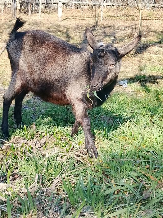 Ieduta, capra Alpina Franceza