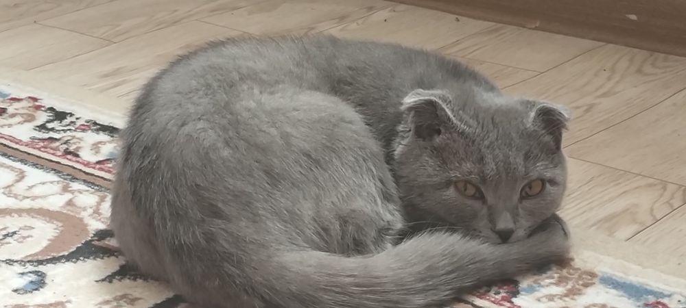 Scottish fold муха  сопогах