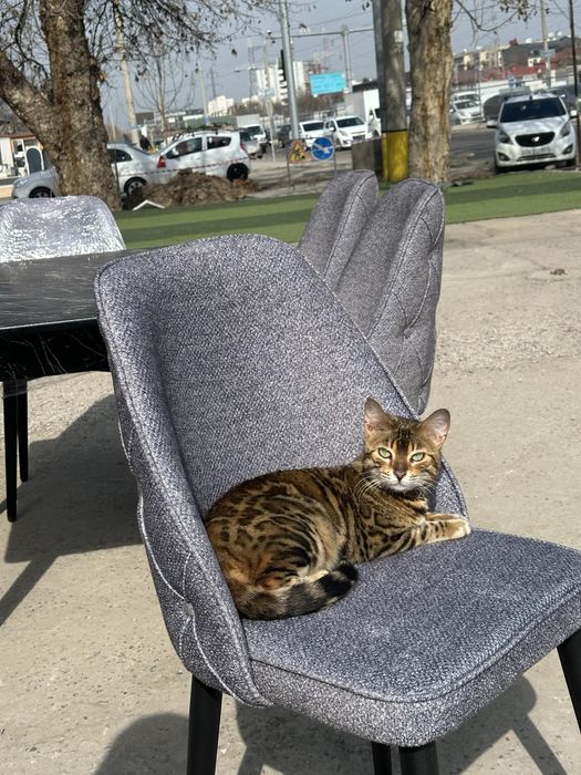 bengal qiz bola 1 yosh