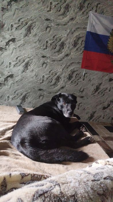 Пристраивается собака