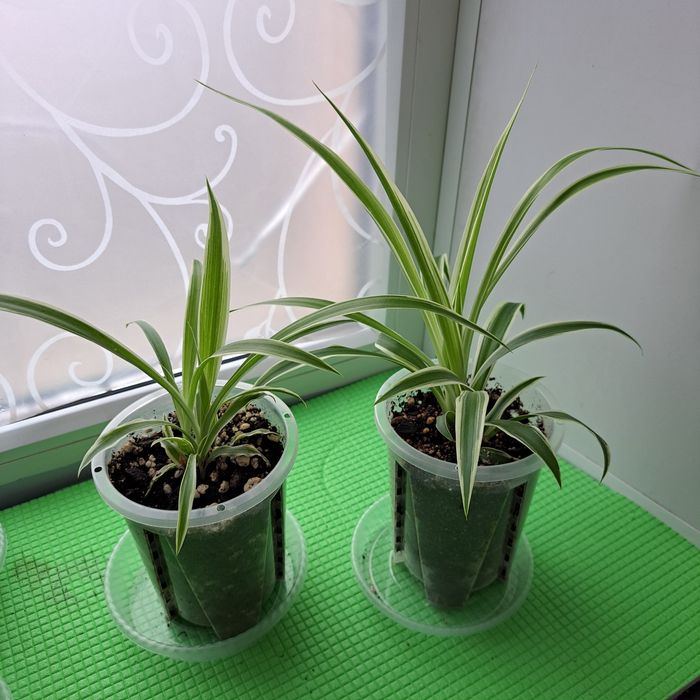 Хлорофитум Вариегата