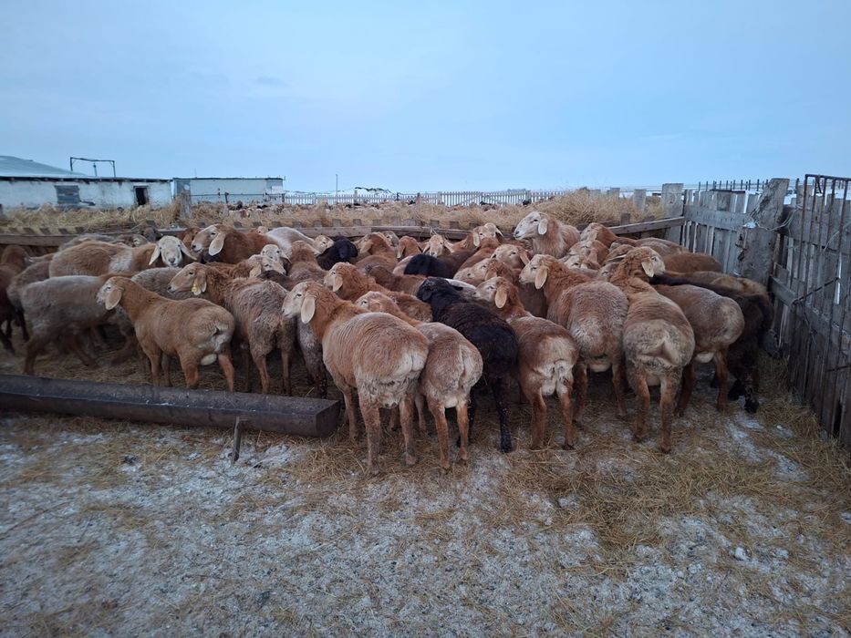 Продам АРАШАН кошкар