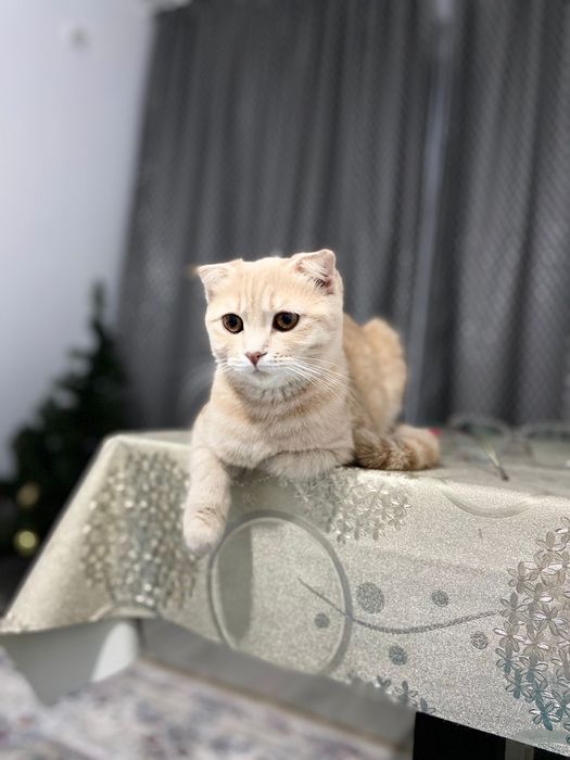 Отдам кошек в добрые руки