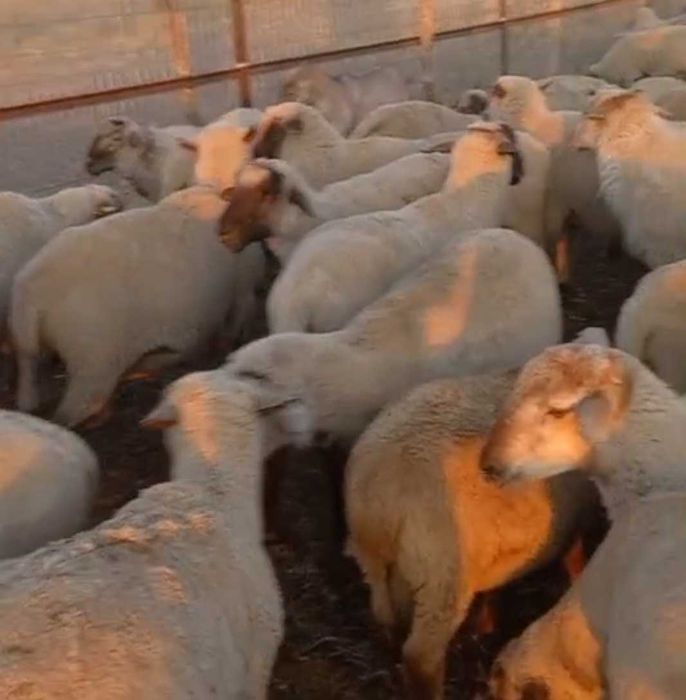 Семіз Қойлар сатылымда Жирные бараны