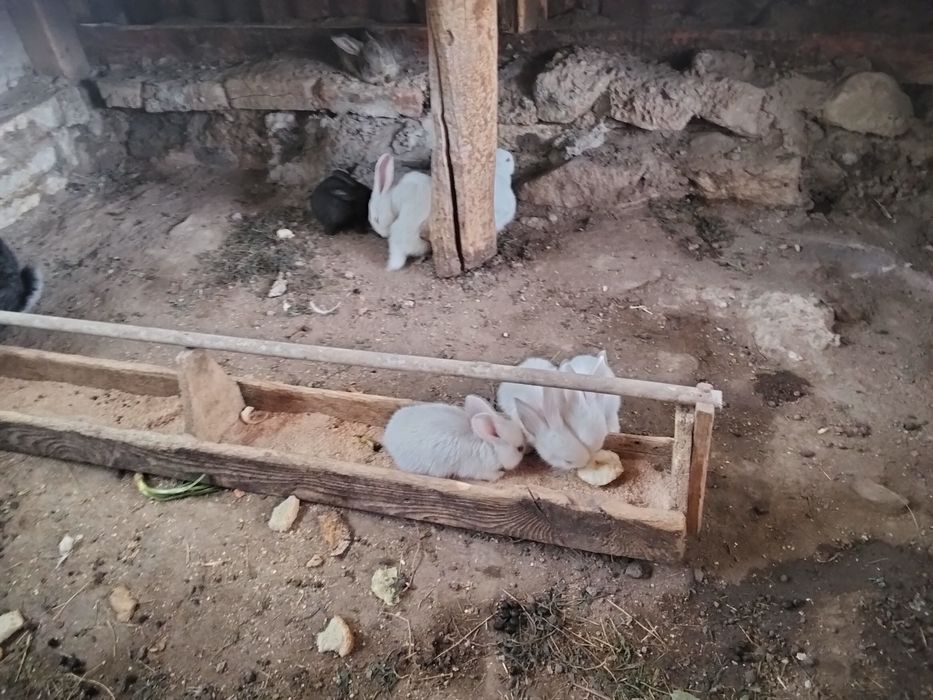 Продаются крольчата